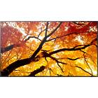 Sharp MultiSync M982 98 inch Large Format Display Front View product image